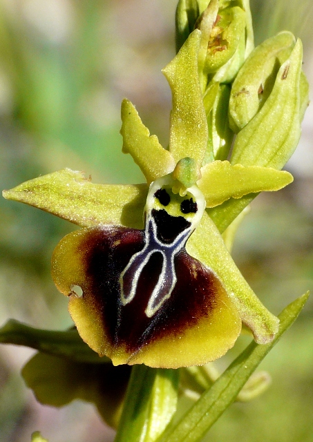 Le orchidee degli Dei: 8 giorni nel Peloponneso, marzo 2014.